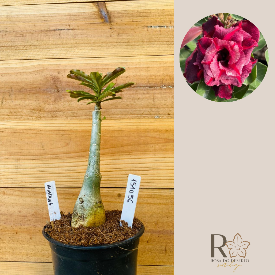 1010 48 Rosa do Deserto Mustang - Imagem 2