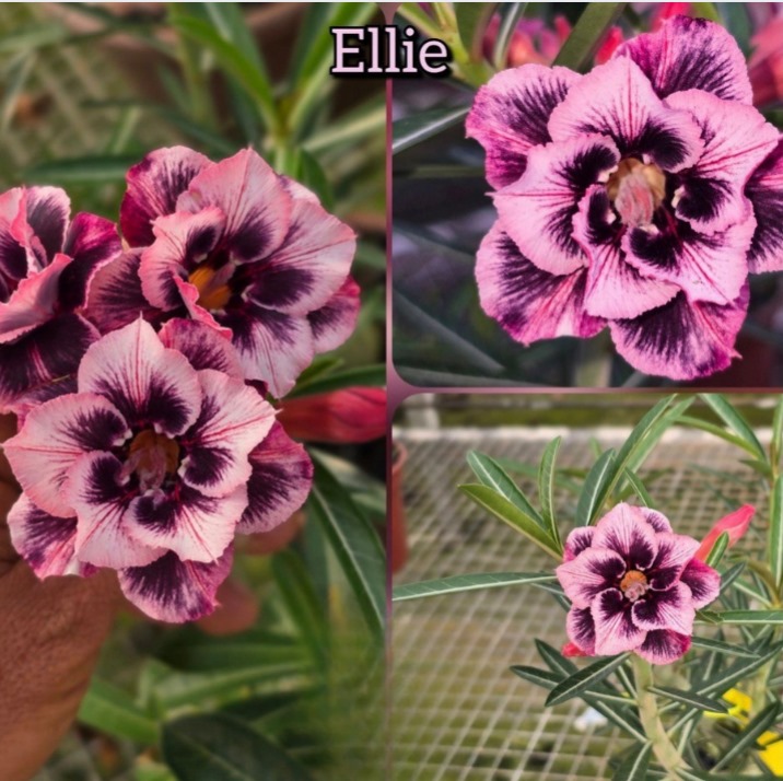 Podadinha - Rosa do Deserto Ellie (Mesclada) - Imagem 2