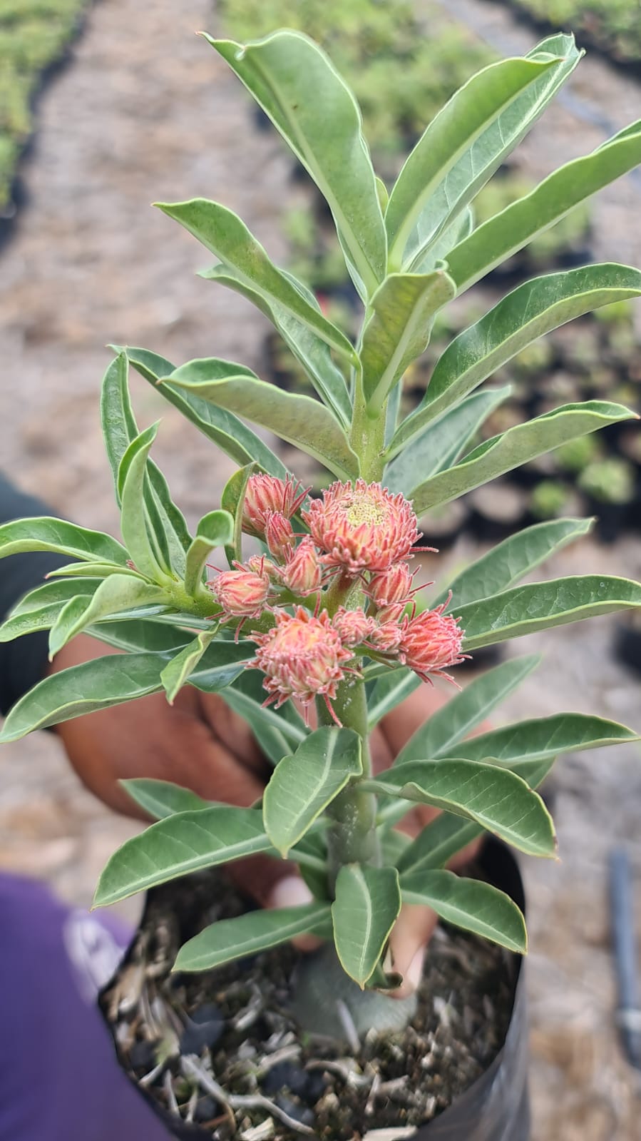 Podadinha - Rosa do Deserto Orange Elf II (Laranja)