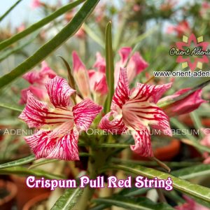 Podadinha - Rosa do Deserto Crispum Pull Red Strings (Enxerto)