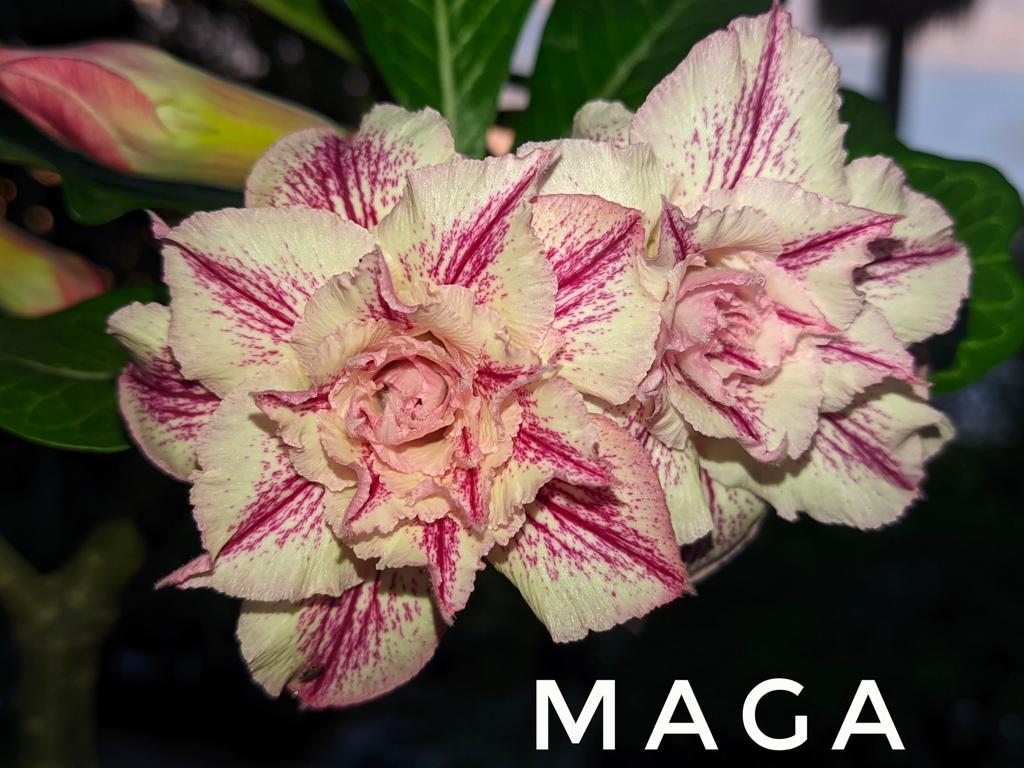 Podadinha - Rosa do Deserto Maga (Branca Florífera)