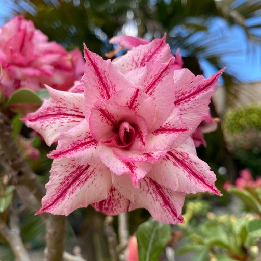 Podadinha - Rosa do Deserto Maga (Branca Florífera) - Imagem 2