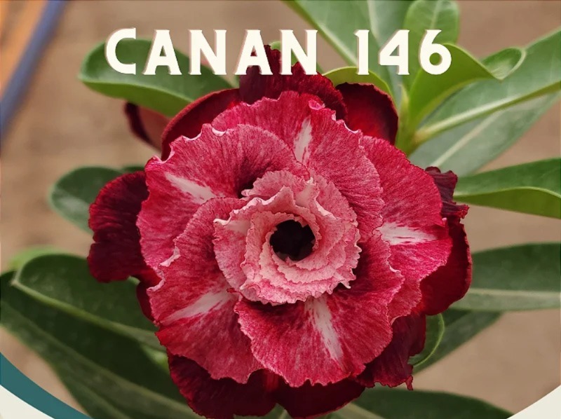 0210 08 Big Caudex Canan 146 - Imagem 2
