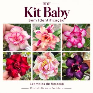 Kit Baby Sem Identificação (5 unidades)
