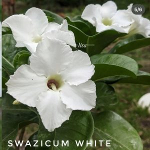 Podadinha - Rosa do Deserto White Swazicum