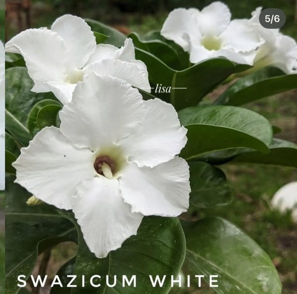 White Swazicum