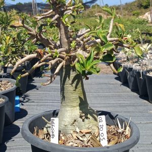 0210 05 Socotra Balãozinho Arabicum