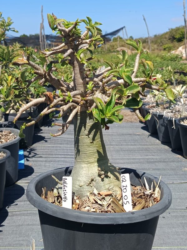 Socotra Balãozinho Arabicum
