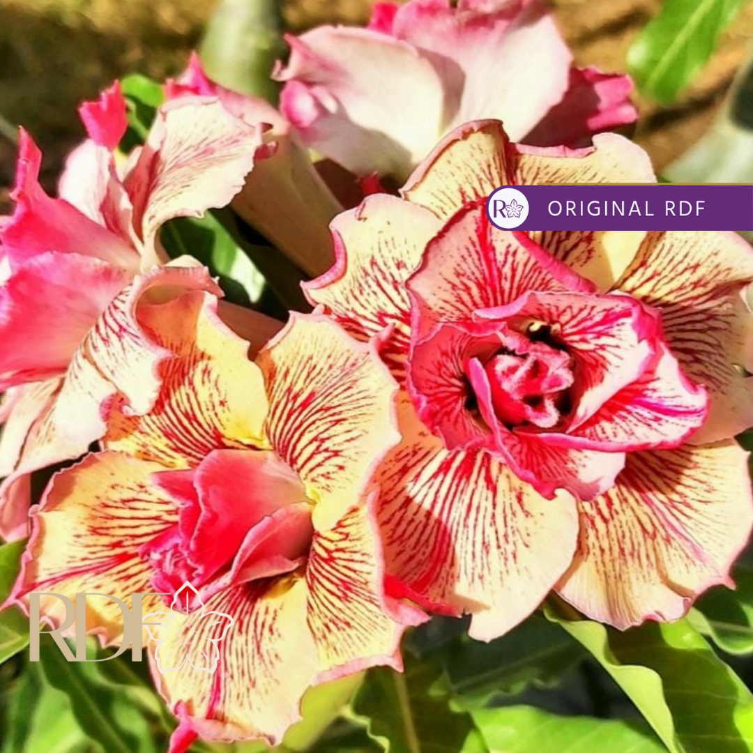 Podadinha - Rosa do Deserto Maria (Amarela)