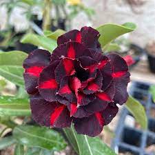 Podadinha - Rosa do Deserto Coca Cola (Negra)