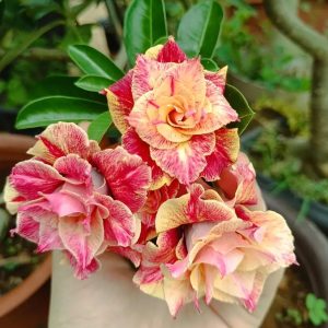 Podadinha - Rosa do Deserto Canan 22