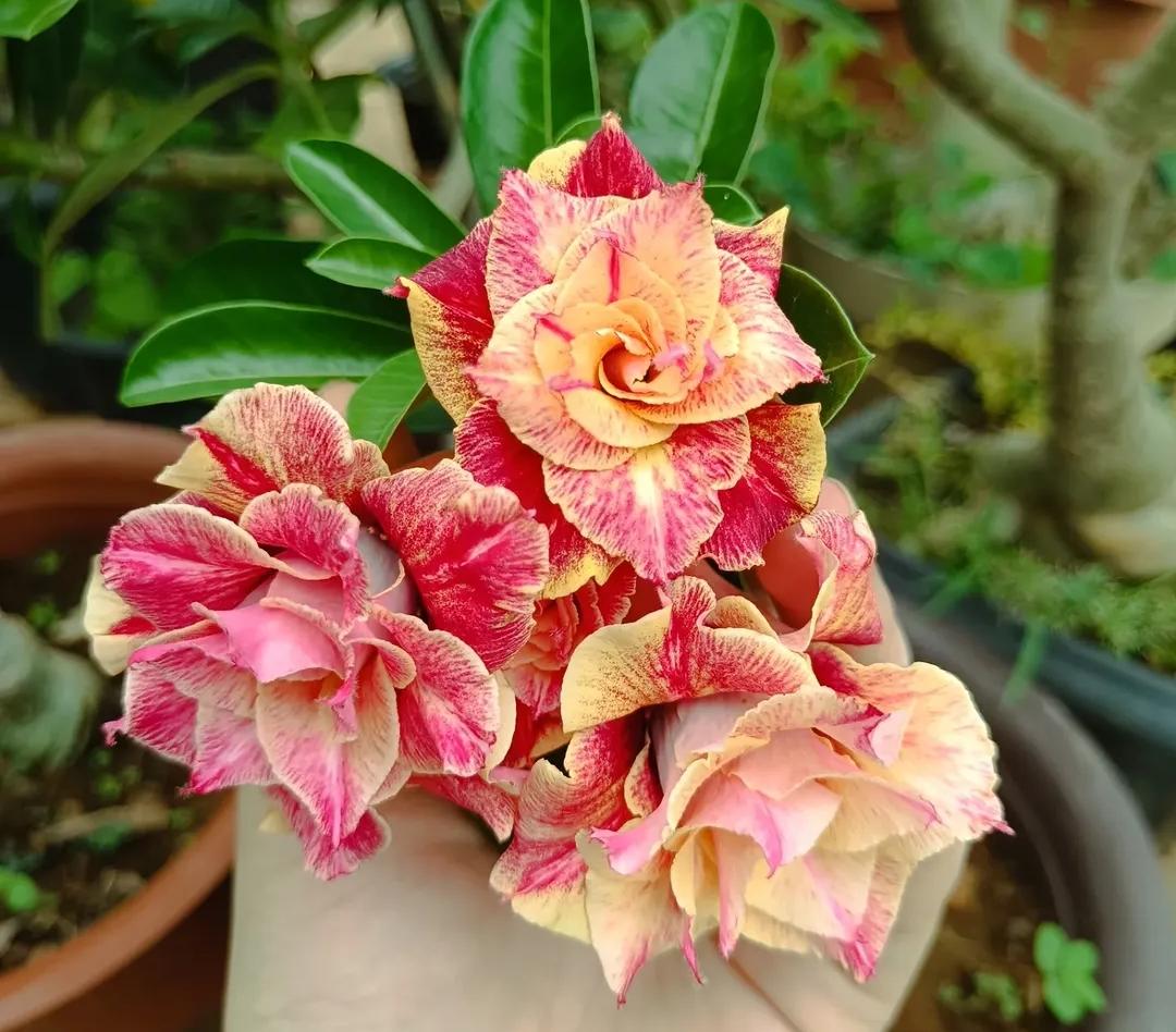 Podadinha - Rosa do Deserto Canan 22