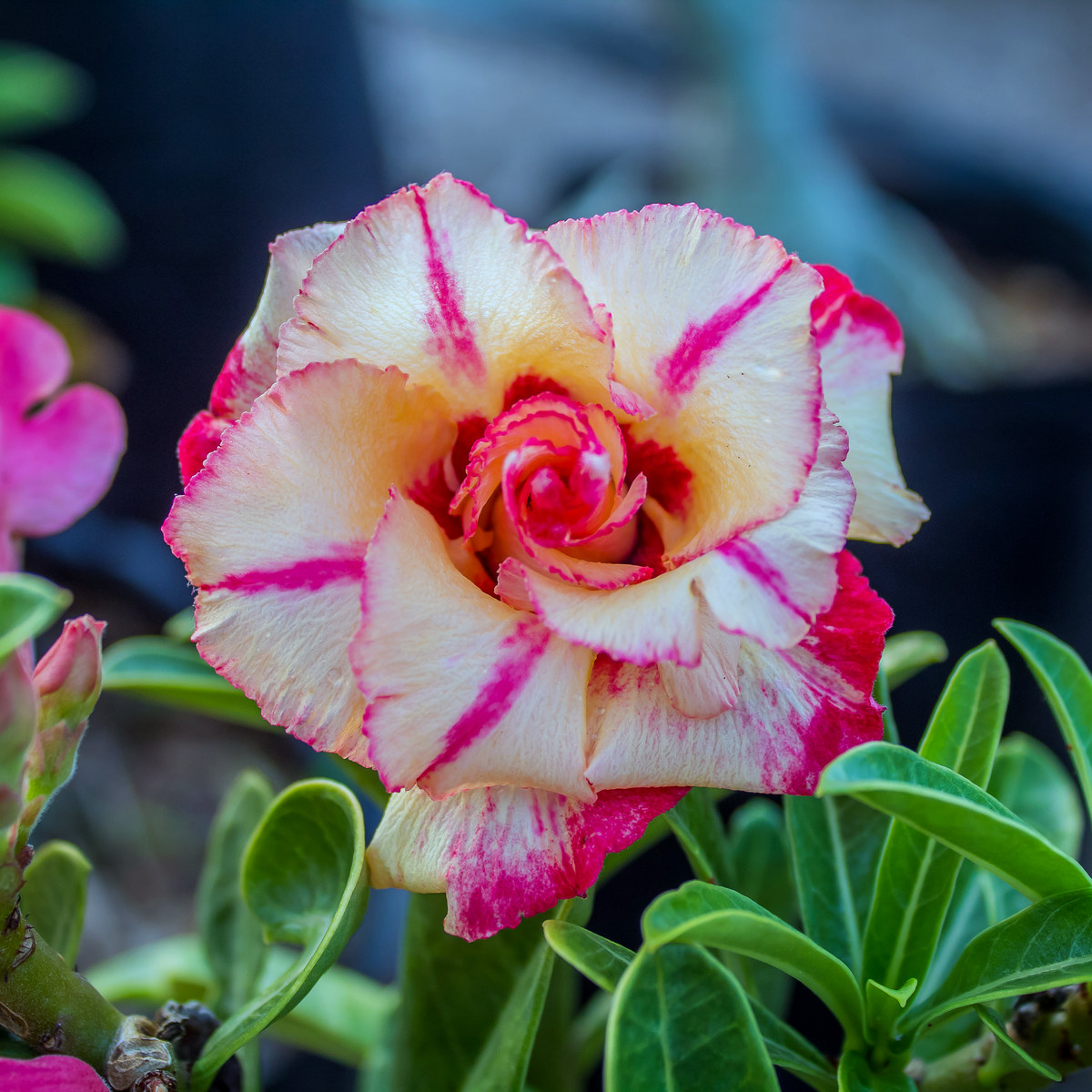 Podadinha - Rosa do Deserto Helios (Rosa Fotocromática)