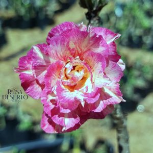 Podadinha - Rosa do Deserto Glamour (Pink Florífera)