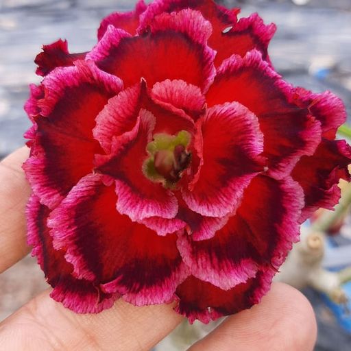 Podadinha - Rosa do Deserto Paradise (Vinho) - Imagem 2