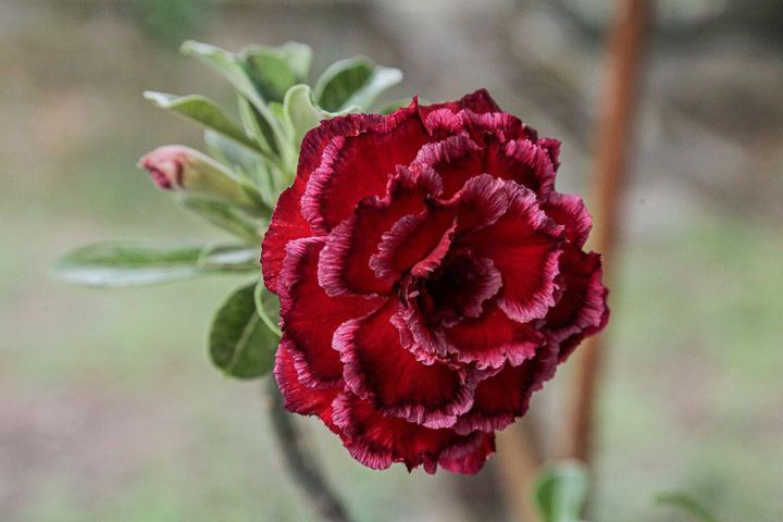 Podadinha - Rosa do Deserto Paradise (Vinho) - Imagem 3