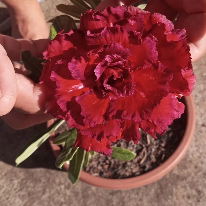 Podadinha - Rosa do Deserto Paradise (Vinho) - Imagem 4