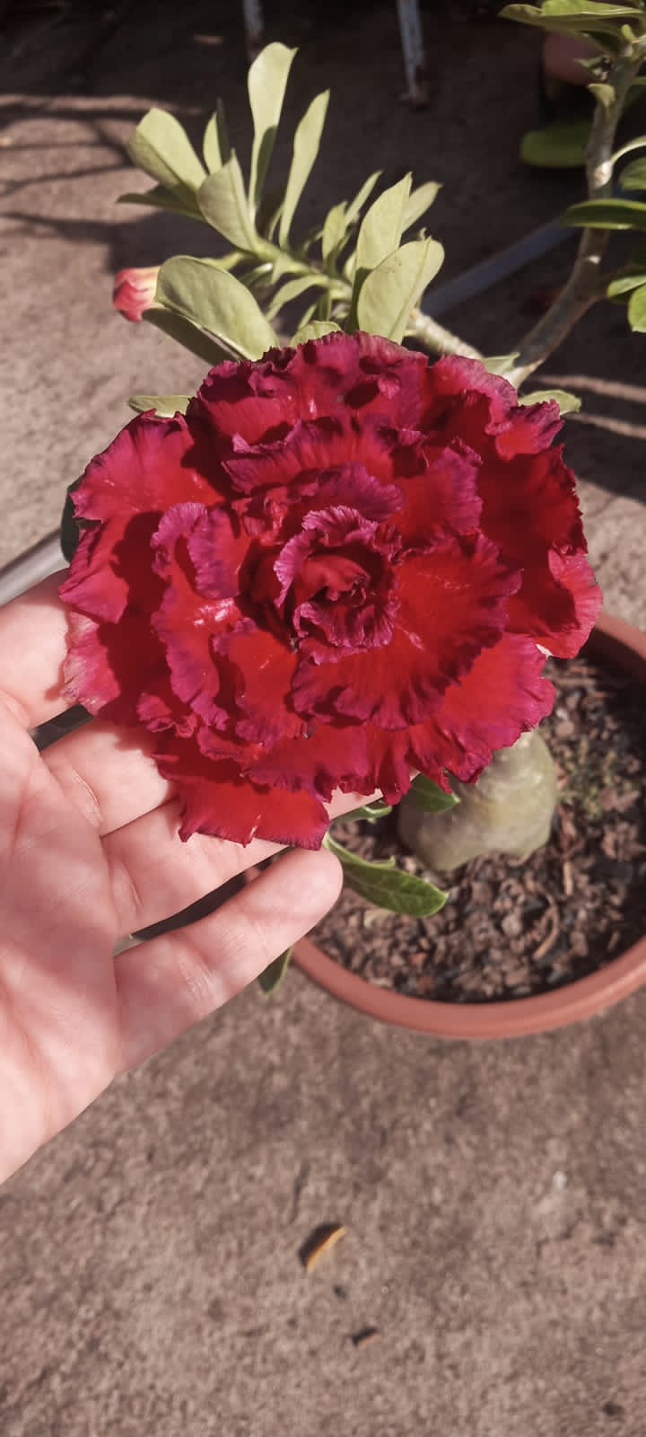 Podadinha - Rosa do Deserto Paradise (Vinho) - Imagem 5