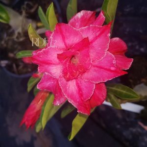 Podadinha - Rosa do Deserto L10