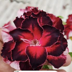 Podadinha - Rosa do Deserto BRD 8