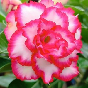 Podadinha - Rosa do Deserto Disney (Pink)