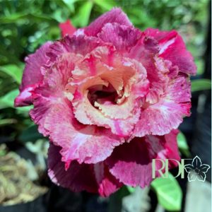 Podadinha - Rosa do Deserto Mei Xiang (Pink Perfumada)