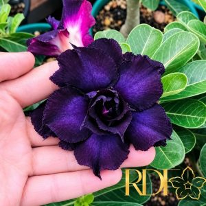 Podadinha - Rosa do Deserto Indigo Glaze (Negra)
