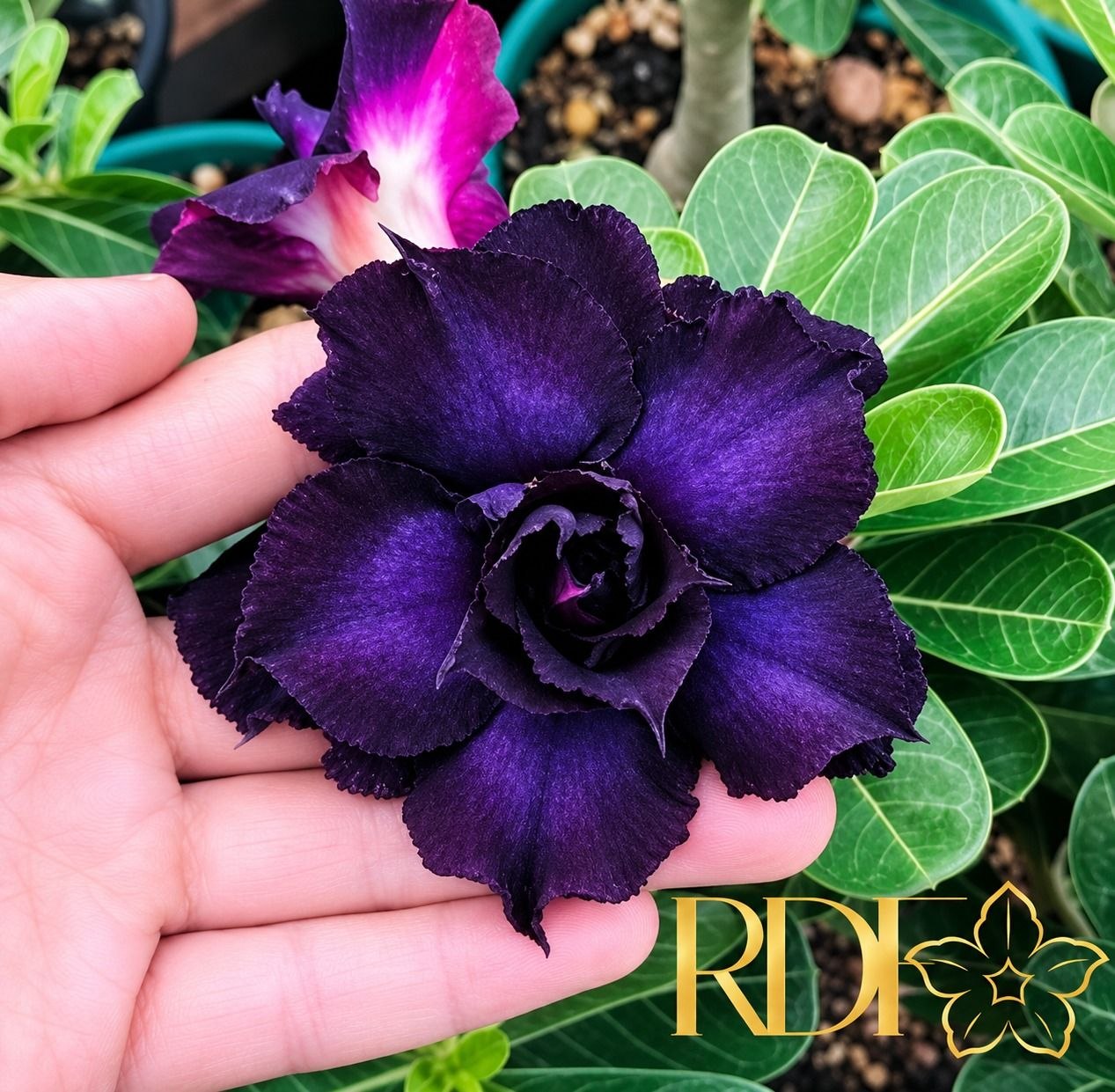 Podadinha - Rosa do Deserto Indigo Glaze (Negra)
