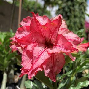 Podadinha - Rosa do Deserto Liberty (RC115) (Mesclada)