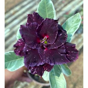 Podadinha - Rosa do Deserto Céu estrelado Variegata (Vinho Variegata)
