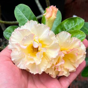 Podadinha - Rosa do Deserto açafrão
