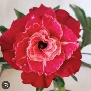 Podadinha - Rosa do Deserto LM 913 (Rosa Florífera)