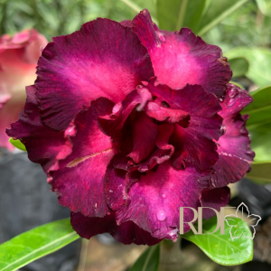 Podadinha - Rosa do Deserto Mirabilis 2 (Vinho Florífera)