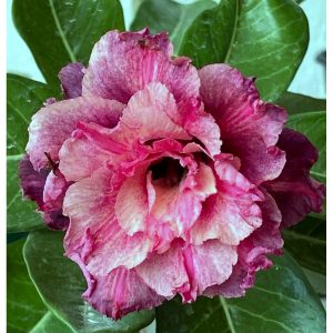 Podadinha - Rosa do Deserto Crimson Tide (Rosa Perfumada)