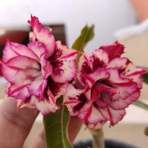 Podadinha - Rosa do Deserto Triple Wish 2