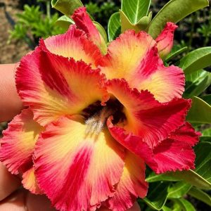 Podadinha - Rosa do Deserto Chimichurri