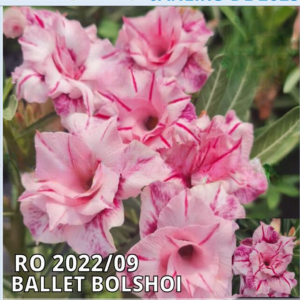 Podadinha - Rosa do Deserto Ballet Bolshoi