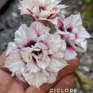 Podadinha - Rosa do Deserto Ciclope (Branca)