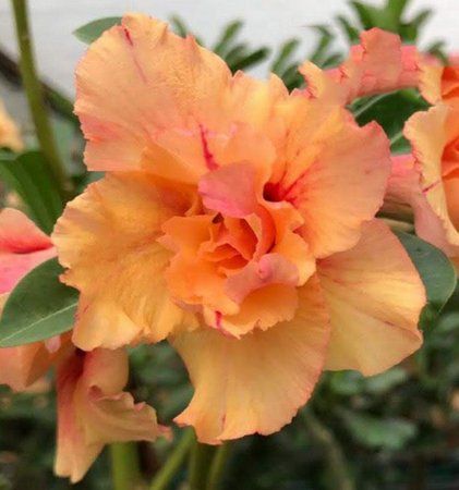 Podadinha - Rosa do Deserto Orange Lover (Laranja)