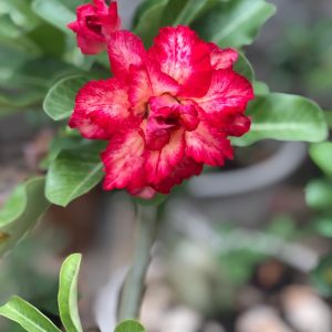 Podadinha - Rosa do Deserto Miss Fortaleza (Vermelha)