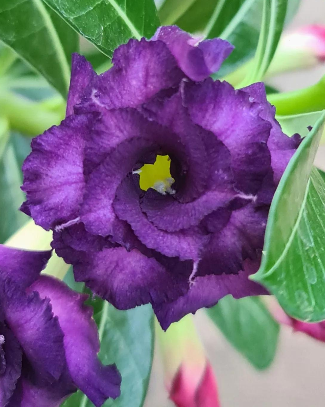 Podadinha - Rosa do Deserto Purple Blue (Negra)