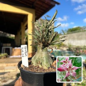 1610 02 Rosa do Deserto Crispum