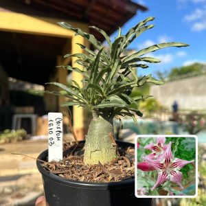 1610 03 Rosa do Deserto Crispum
