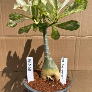 1610 03 Rosa do Deserto Variegata Porcelana 2