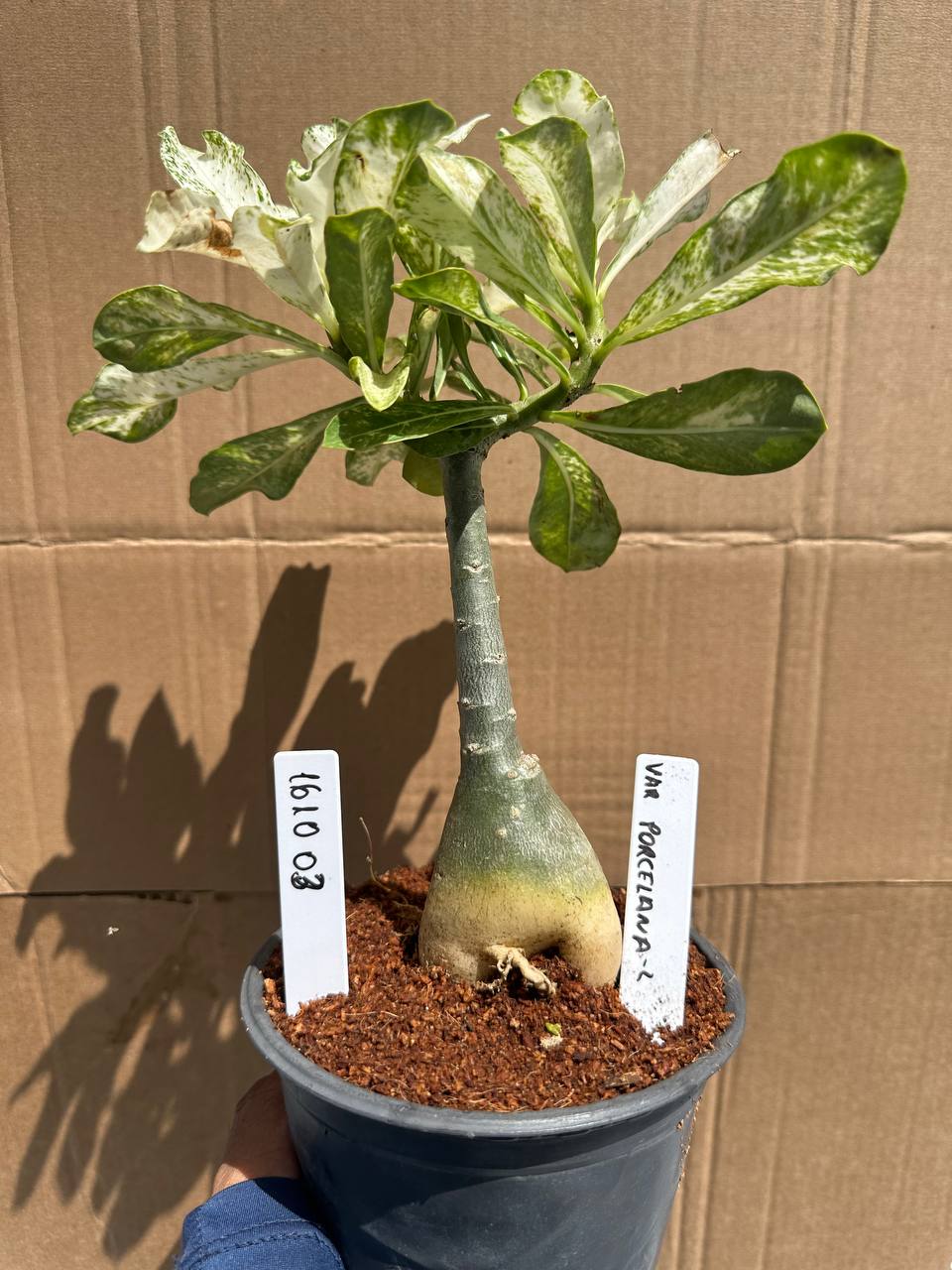 1610 03 Rosa do Deserto Variegata Porcelana 2