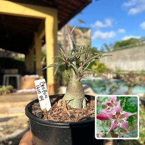 1610 04 Rosa do Deserto Crispum (Leilão)