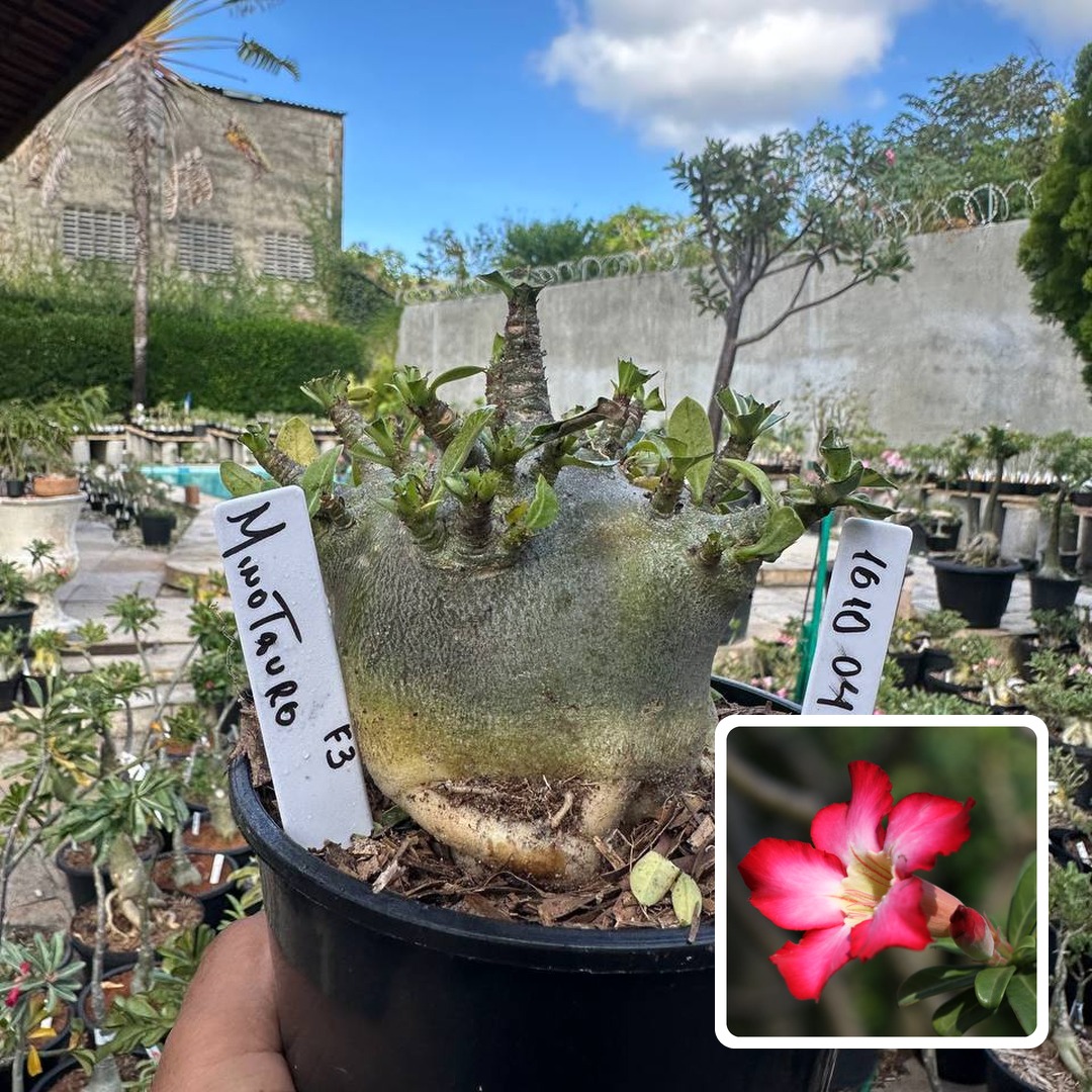 1610 04 Arabicum Vitrine Minotauro f3