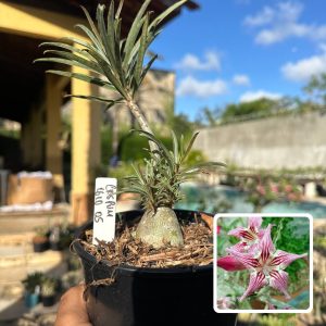 1610 05 Rosa do Deserto Crispum