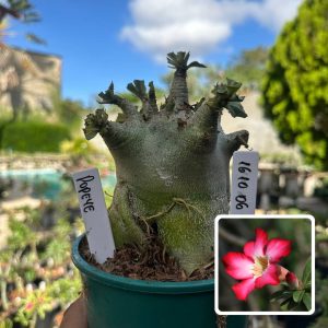 1610 06 Arabicum Vitrine Popeye