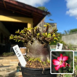 1610 09 Arabicum Vitrine Lava